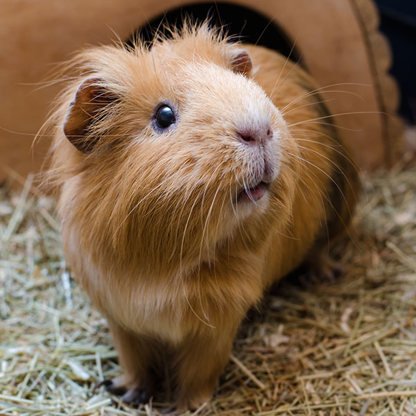 Guinea pig Groomers Delights