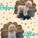1000002645 Dog Grooming